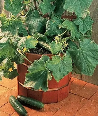 Top 7 Easiest Vegetables to Grow for a Beginner - Cucumber Cucumbers - Easiest Vegetables to Grow