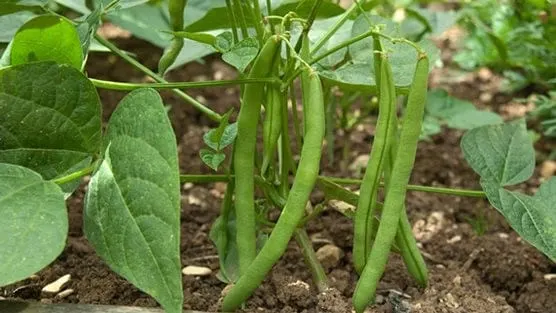 Green Beans - Easiest Vegetables to Grow