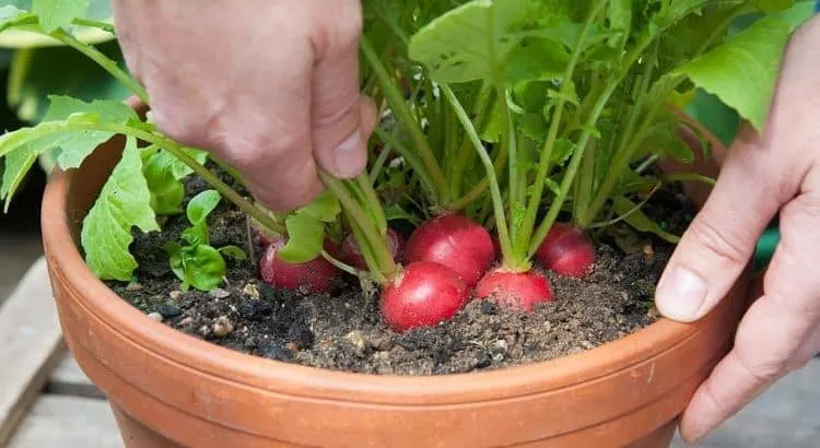 Top 7 Easiest Vegetables to Grow for a Beginner - Radish Radish - Easiest Vegetables to Grow