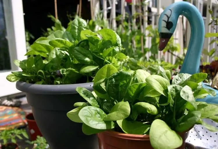 Top 7 Easiest Vegetables to Grow for a Beginner - Spinach Spinach - Easiest Vegetables to Grow