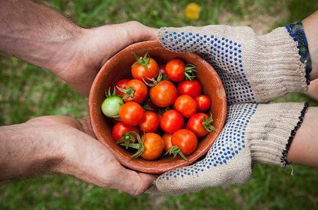 Tomatoes - Easiest Vegetables to Grow