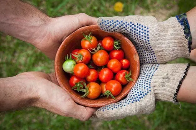 Top 7 Easiest Vegetables to Grow for a Beginner - Tomatoes Tomatoes - Easiest Vegetables to Grow