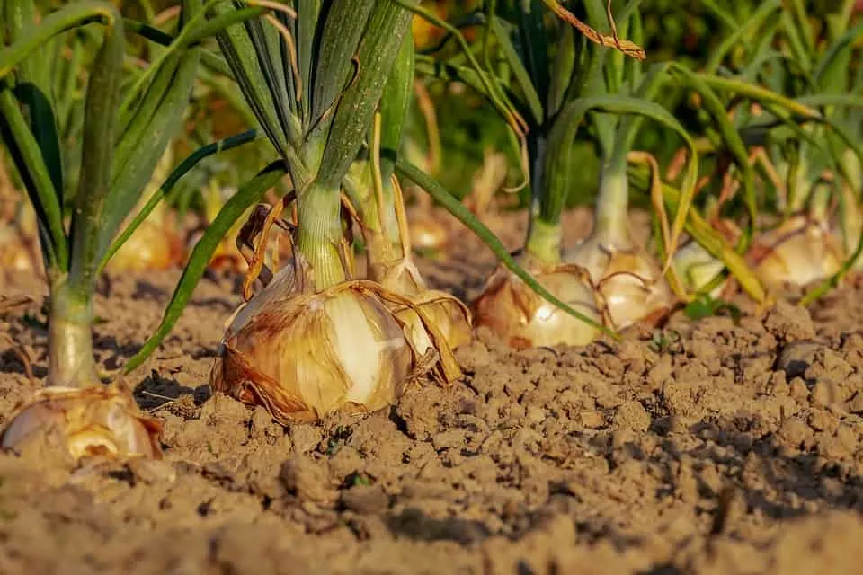 Harvest Onions 4 When to Harvest Onions