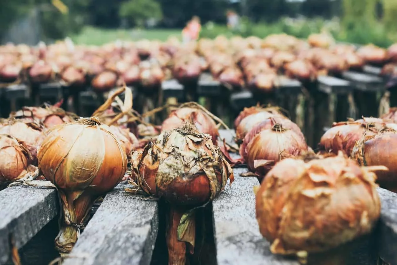 Harvest Onions When to Harvest Onions