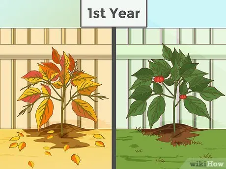 Not Visible Throughout The Year - How Long Does It Take to Grow Ginseng