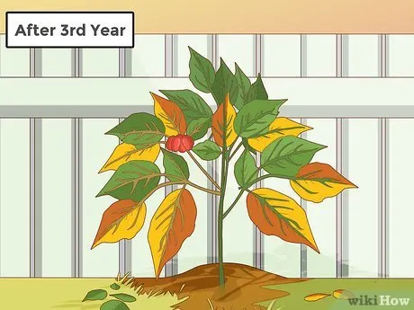 Harvest The Berries From the Third Year Onwards - How Long Does It Take to Grow Ginseng