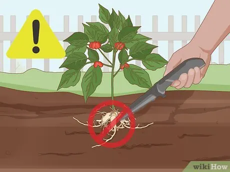 Dig Carefully To Avoid Damages - How Long Does It Take to Grow Ginseng