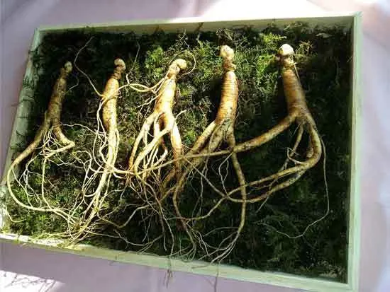 How Long Does It Take to Grow Ginseng 7