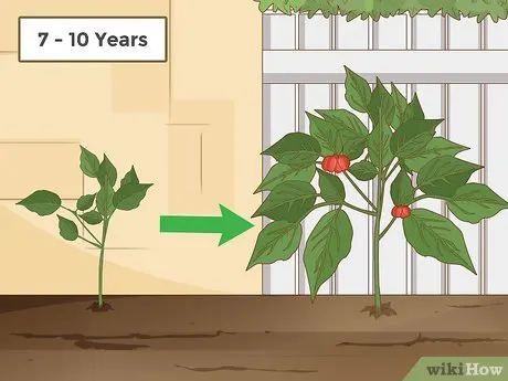 Wait Till It Matures And Secure The Location - How Long Does It Take to Grow Ginseng