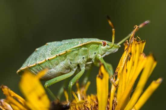How to Deter Stink Bugs