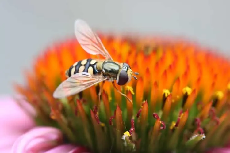 How to Get Rid of Harmful Pests of Your Garden (2) How to Get Rid of Harmful Pests