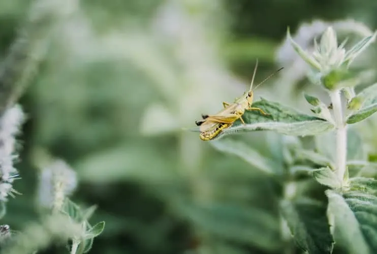 How to Get Rid of Harmful Pests of Your Garden (3) How to Get Rid of Harmful Pests