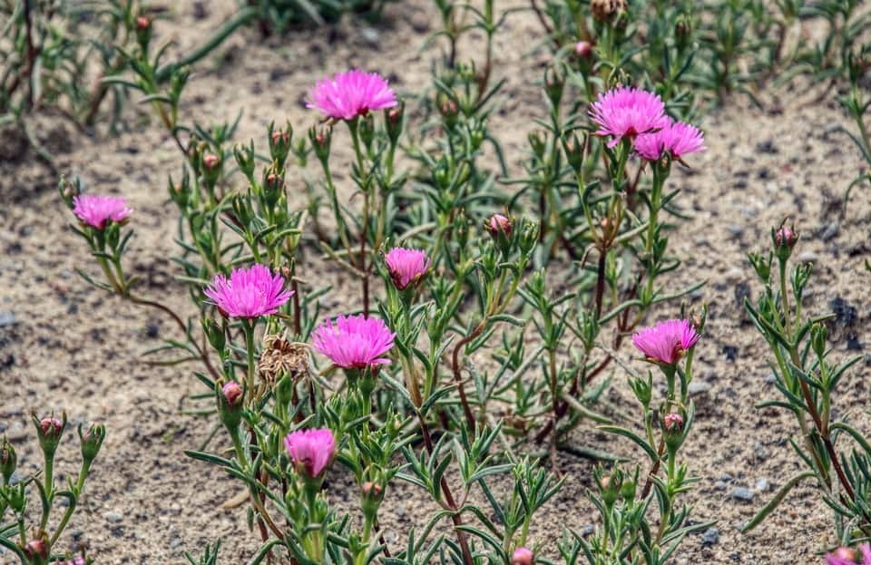 how to enrich poor lawn soil - In sandy soil