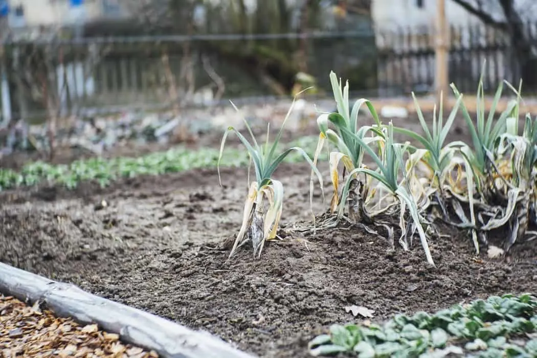 Onion Growing 1 When to Harvest Onions