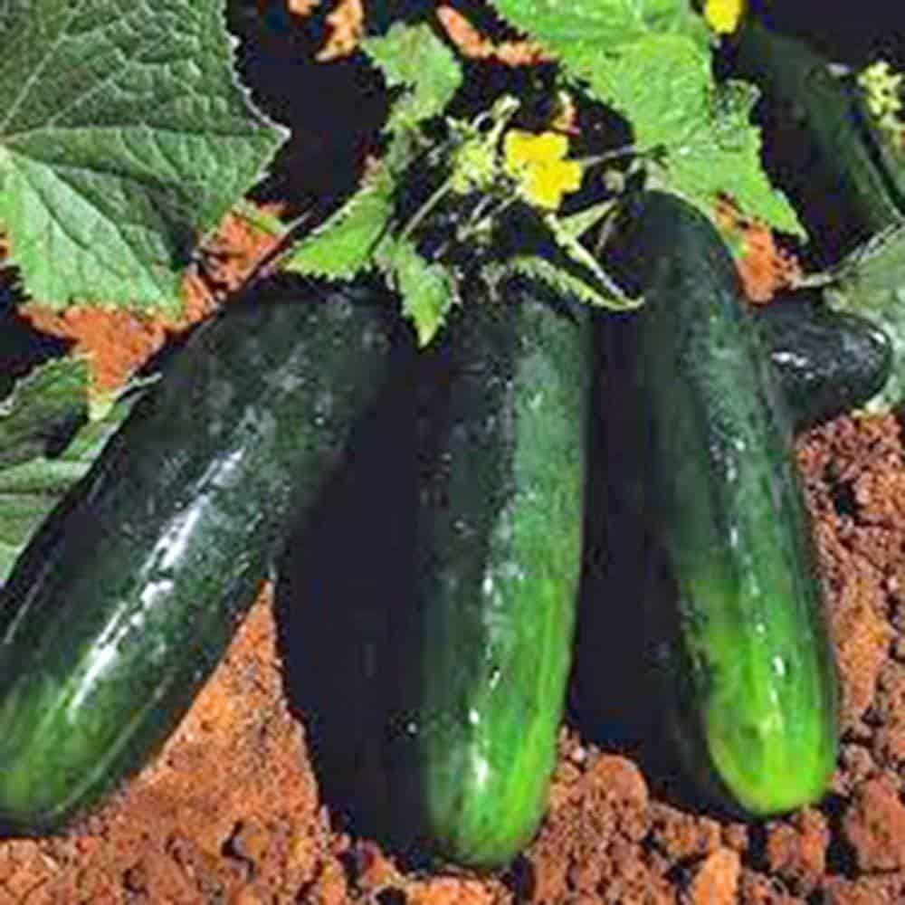 Sow No GMO Cucumber Straight 8