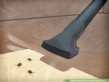 Vacuum-them-out Vacuum them out - How to Deter Stink Bugs