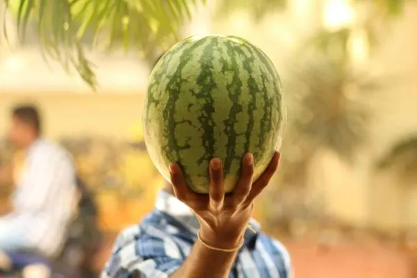 how long does it take for a watermelon to grow