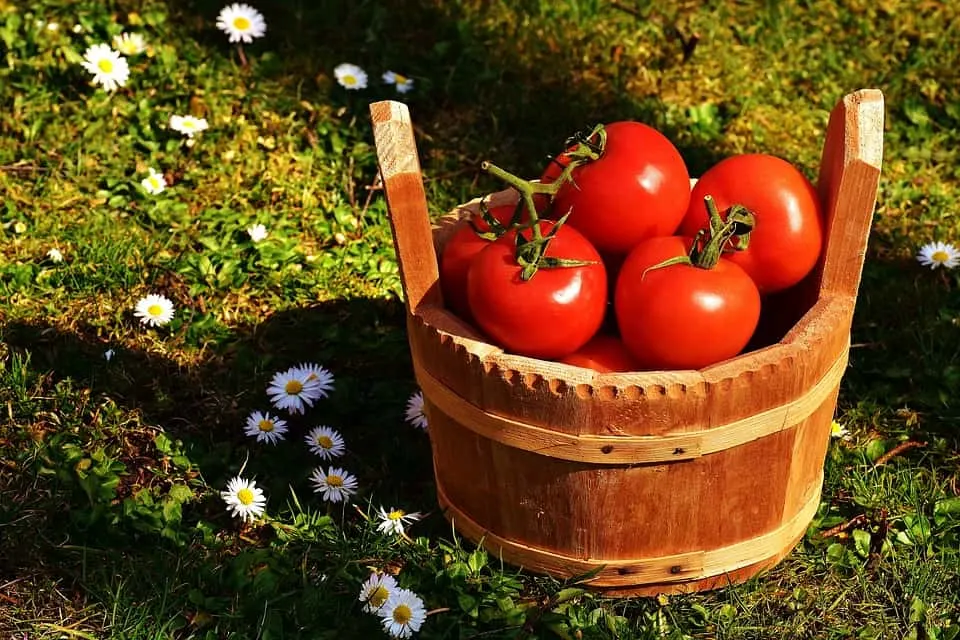 Season’s End - When to Plant Tomatoes