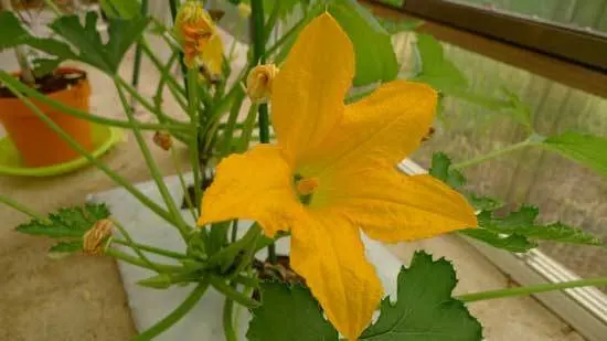 How to Recognize the Male and the Female Watermelon Flower