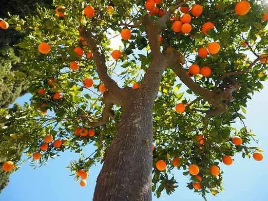 Best Fertilizers for Citrus Trees