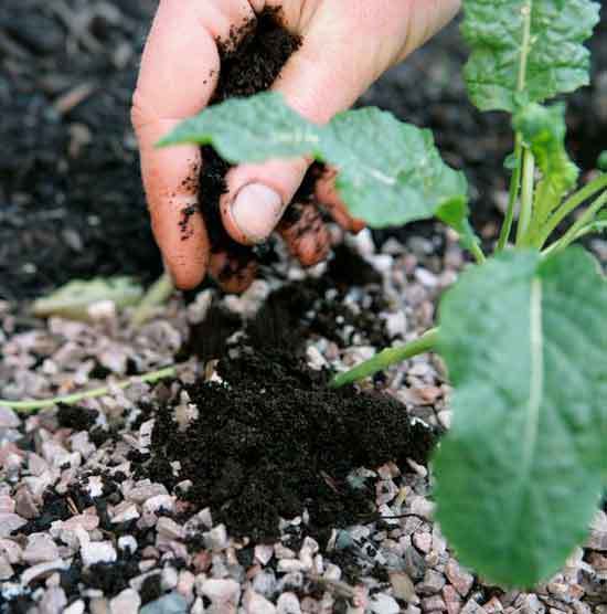 Coffee grounds garden Coffee grounds garden