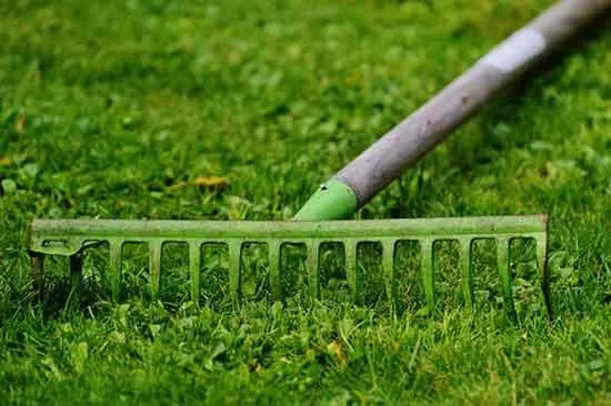 Garden rake - How To Get Rid Of Moss In Your Lawn Lime