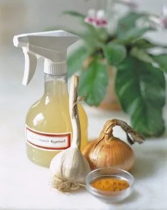 Garlic spray - How To Get Rid Of Slugs Permanently