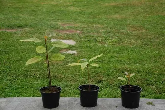 Growing Avocados Trees within a Container
