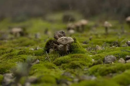 How To Get Rid Of Moss In Your Lawn Lime How To Get Rid Of Moss In Your Lawn Lime