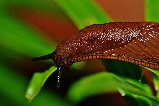 How To Get Rid Of Slugs Permanently 1