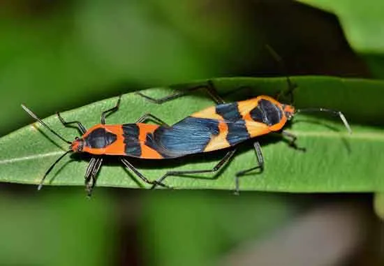 How-To-Get-Rid-of-Milkweed-Bugs-2 How To Get Rid of Milkweed Bugs