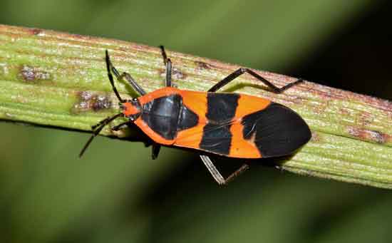 How To Get Rid of Milkweed Bugs