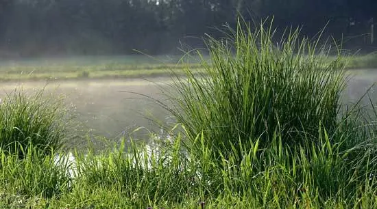 How To Stop Grass From Growing 2 How To Stop Grass From Growing 2