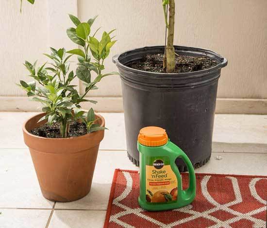 Best Fertilizer for Citrus Trees