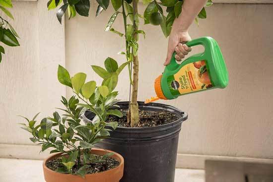 Miracle Gro Citrus Shake and Feed Plant Food - Best Fertilizer for Citrus Trees