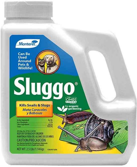 How To Get Rid Of Slugs Permanently