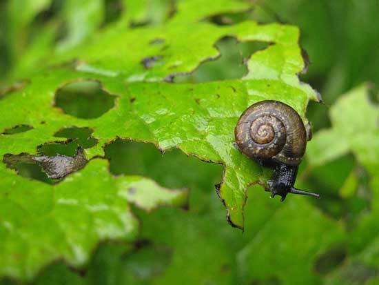 Snail-eating-plant Snail eating plant