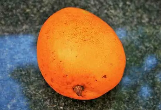 Speckles mango Speckles mango test - How To Tell If Mangoes Are Ripe