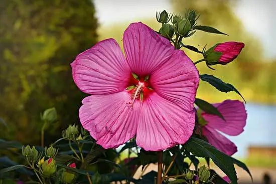 Where To Plant Hibiscus