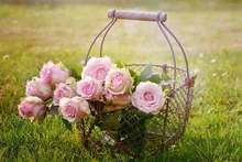 best insecticide for roses best insecticide for roses