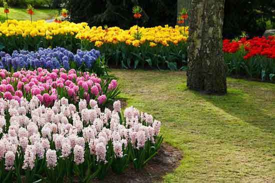flower beds to Stop Grass from Spreading flower beds to Stop Grass from Spreading