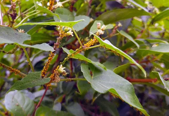 how-to-get-rid-of-yellow-aphids-on-milkweed how-to-get rid of yellow aphids on milkweed