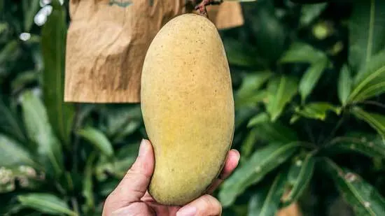 The Touch Test - How To Tell If Mangoes Are Ripe