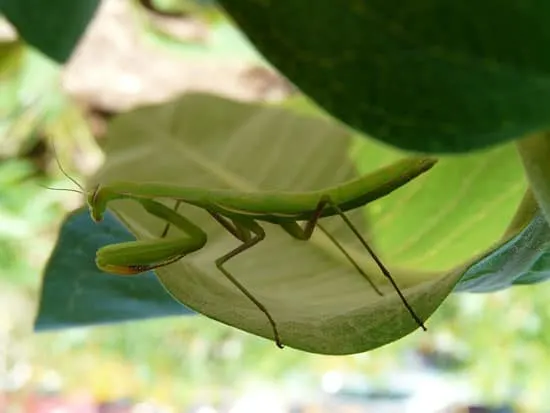 praying mantis - How To Get Rid of Milkweed Bugs