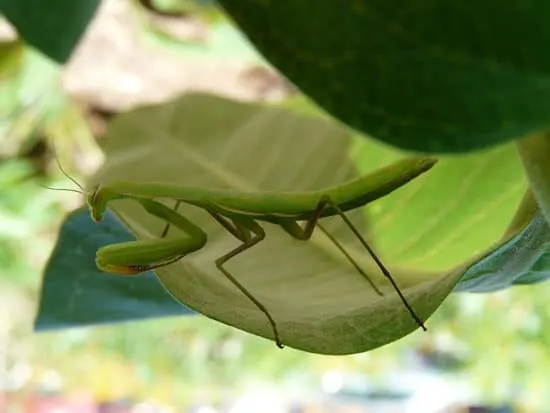 praying-mantis praying mantis - How To Get Rid of Milkweed Bugs