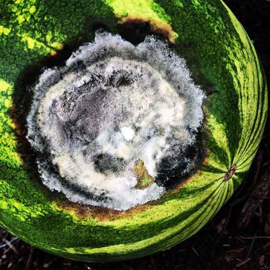 rotten watermelon - How to Know if Watermelon is Bad