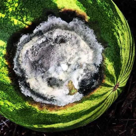 rotten watermelon rotten watermelon - How to Know if Watermelon is Bad