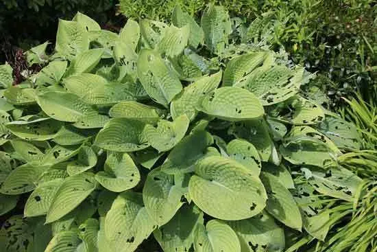 Slugs and Snails - What Animals Eat Hostas