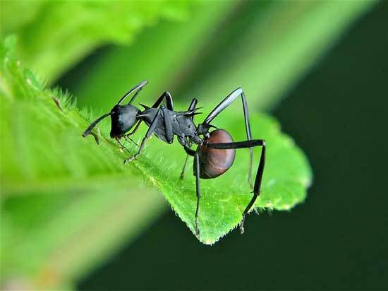 Carpenter Ants - Best Outdoor Ant Killers