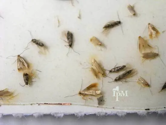Cedar Keeps Moths Away - Does Cedar Repel Bugs